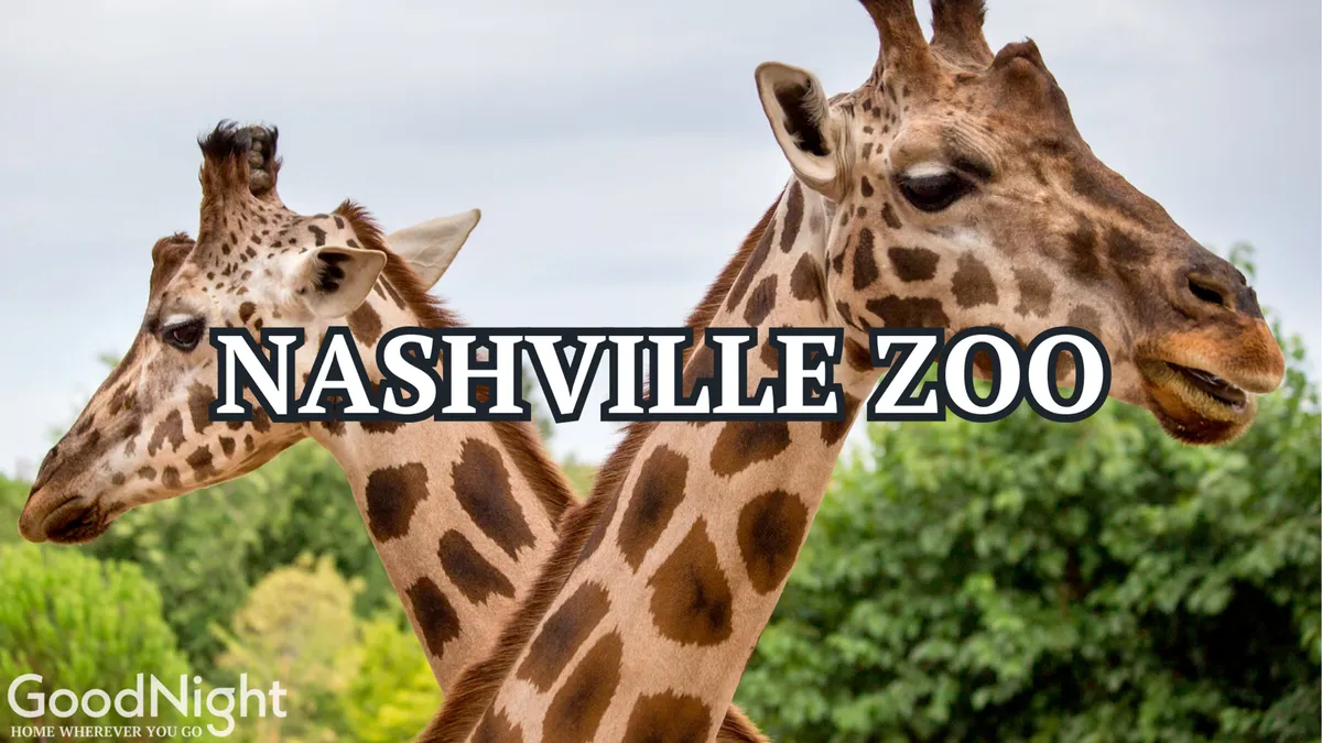 This image features giraffes set against lush green foliage, capturing the excitement and joy of visiting the Nashville Zoo. The close-up view emphasizes animal encounters and the appeal of educational wildlife experiences for families.